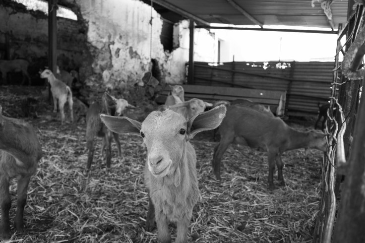 Via Verde de la Sierra-14