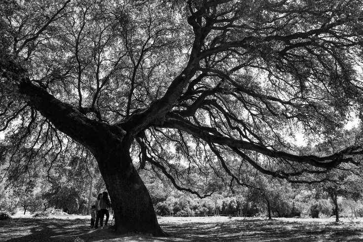 Via Verde de la Sierra-7