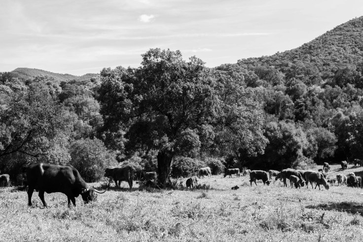 Via Verde de la Sierra-9