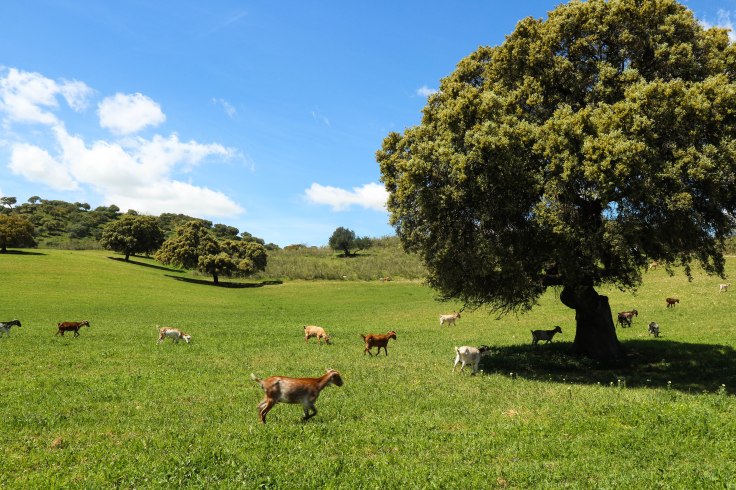 Via Verde de la Sierra
