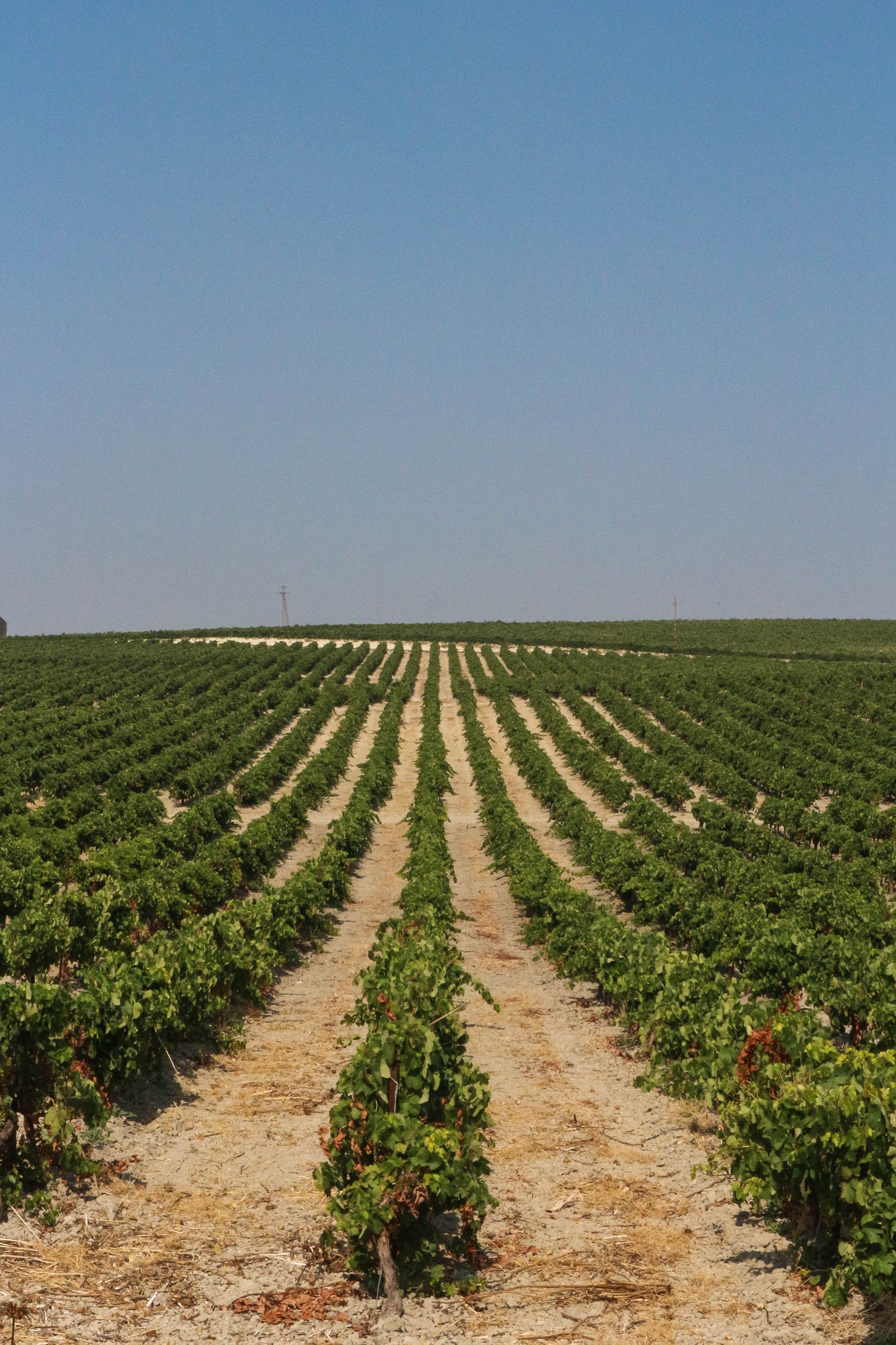 Jerez Vineyards-2