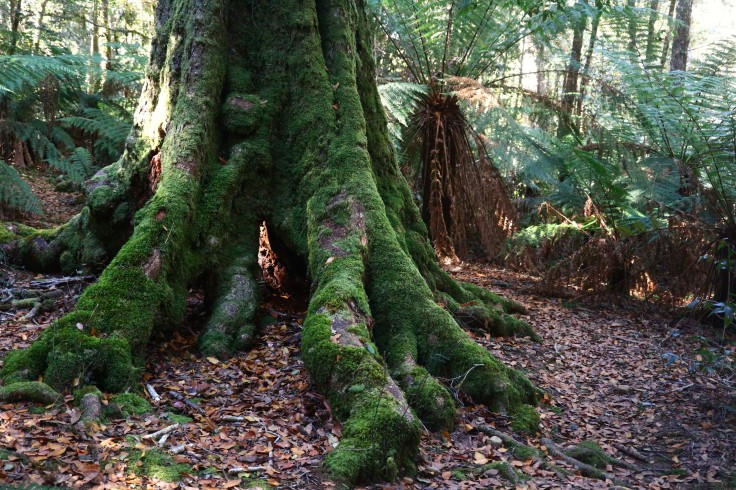 Walking the last forests of Gondwana, at Barrington Tops